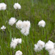 Eriophorum vaginatum GM plug