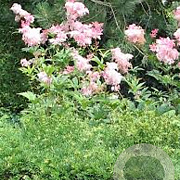 Filipendula rubra GM plug