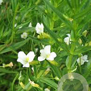 Gratiola officinalis GM P9