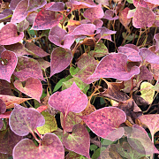 Houttuynia cordata GM P9