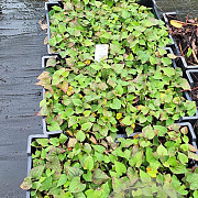 Houttuynia cordata GM P9