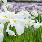 Iris kaempferi 'White Ladies' GM P9