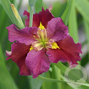 Iris louisiana 'Red' GM M23