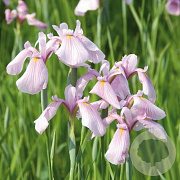Iris laevigata 'Rose Queen' GM M23