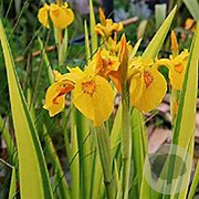 Iris pseudacorus 'Variegata' GM M19