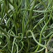 Juncus effusus 'Spiralis' GM M23