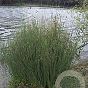 Juncus inflexus GM M23
