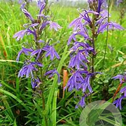 Lobelia sessilifolia GM M23