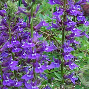 Lobelia vedrariensis GM plug
