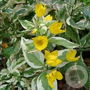 Lysimachia 'Variegata' GM P9
