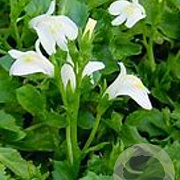 Mazus reptans 'Alba' GM P9