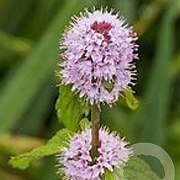 Mentha aquatica GM plug