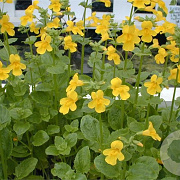 Mimulus luteus GM P9