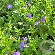 Mimulus ringens GM plug