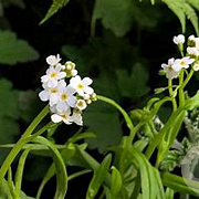 Myosotis palustris 'Alba' GM P9