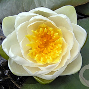 Nymphaea alba GM M23
