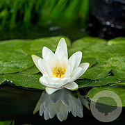 Nymphaea 'Albatross' GM M28