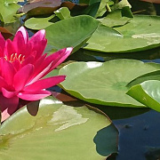 Nymphaea 'Attraction' GM M19