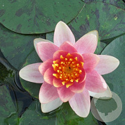 Nymphaea 'Aurora' GM  P11