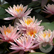 Nymphaea 'Colorado' GM M19