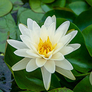 Nymphaea 'Denver' GM M28