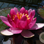 Nymphaea 'Ellisiana' GM M23