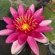 Nymphaea 'Escarboucle' GM M23