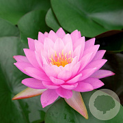 Nymphaea 'Fabiola' GM M23