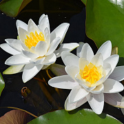 Nymphaea 'Gladstoniana' GM M28