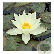 Nymphaea 'Helvola' GM M23