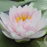 Nymphaea 'Hollandia' GM M19