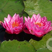 Nymphaea 'James Brydon' GM M28