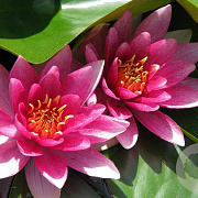 Nymphaea 'Laydekeri Purpurata' GM M19
