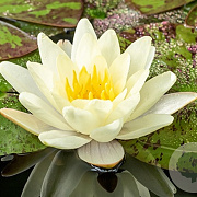 Nymphaea 'Marliacea Chromatella' GM M23