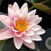 Nymphaea 'Marliacea Rosea' GM M28