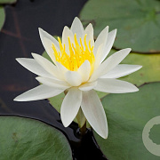 Nymphaea 'Odorata Minor' GM M23