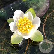 Nymphaea 'Pygmaea Alba' GM M23