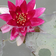 Nymphaea 'Pygmaea Rubra' GM  P11