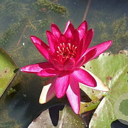Nymphaea 'Red Glow' GM M19
