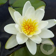 Nymphaea 'Richardsonii' GM  P11