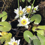 Nymphaea tetragona GM M23