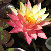 Nymphaea 'Wanvisa' GM M19