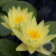 Nymphaea 'Yellow Sensation' GM M23