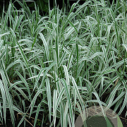 Phalaris variegata picta GM M19