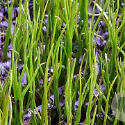 Pilularia globulifera GM P9
