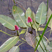 Polygonum amphibium GM P9