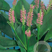 Ponterderia cordata rosea GM M23