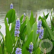 Pontederia lanceolata GM M19
