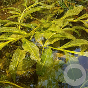 Potamogeton lucens GM M19