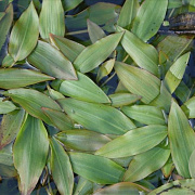 Potamogeton perfoliatus GM M19